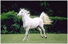 Lipizzaner
