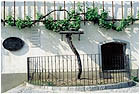 Maribor - 400 year-Old Vine